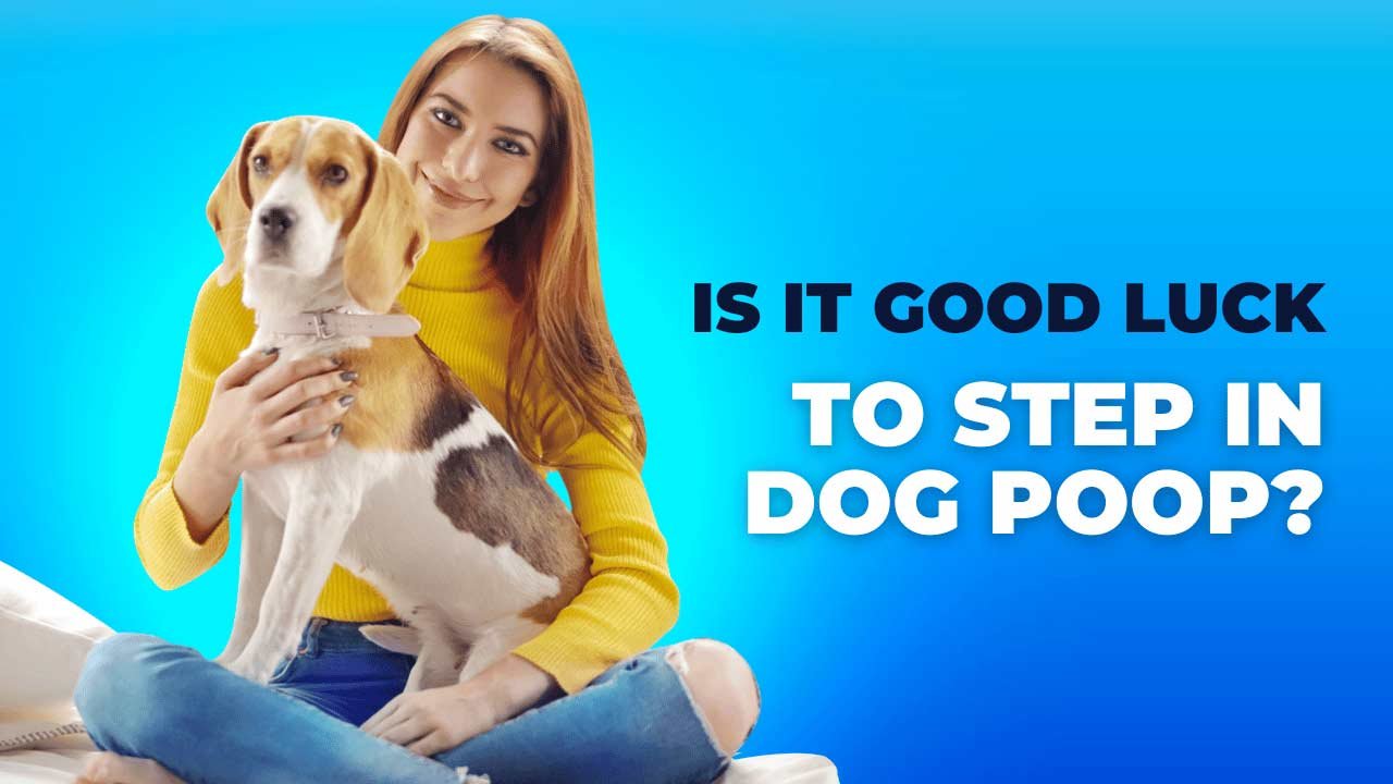 Is it Good Luck to Step in Dog Poop? (Answered) - Good Luck Info