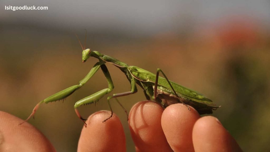 is it good luck to see a praying mantis