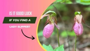 Is it Good Luck if You Find a Lady Slipper