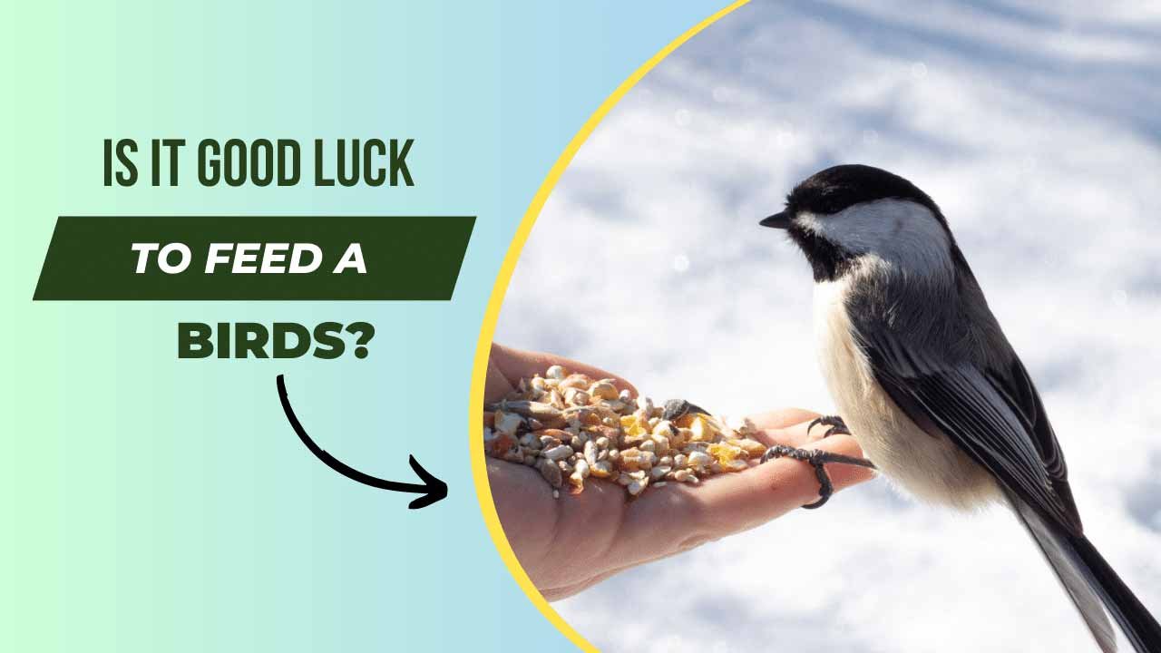 Birds Good Luck - Good Luck Info