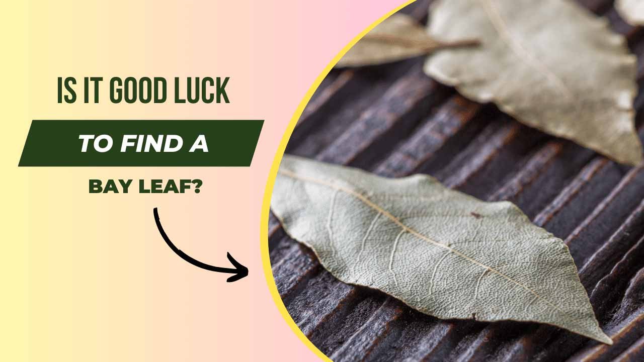 Is it Good Luck to Get the Bay Leaf? (The Fortune Bearing Herb) - Good ...