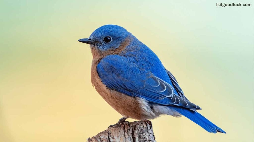 Is it Good Luck to See a Bluebird