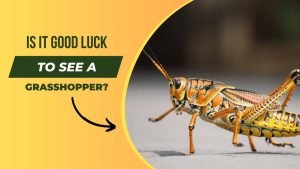 Is it Good Luck to See a Grasshopper