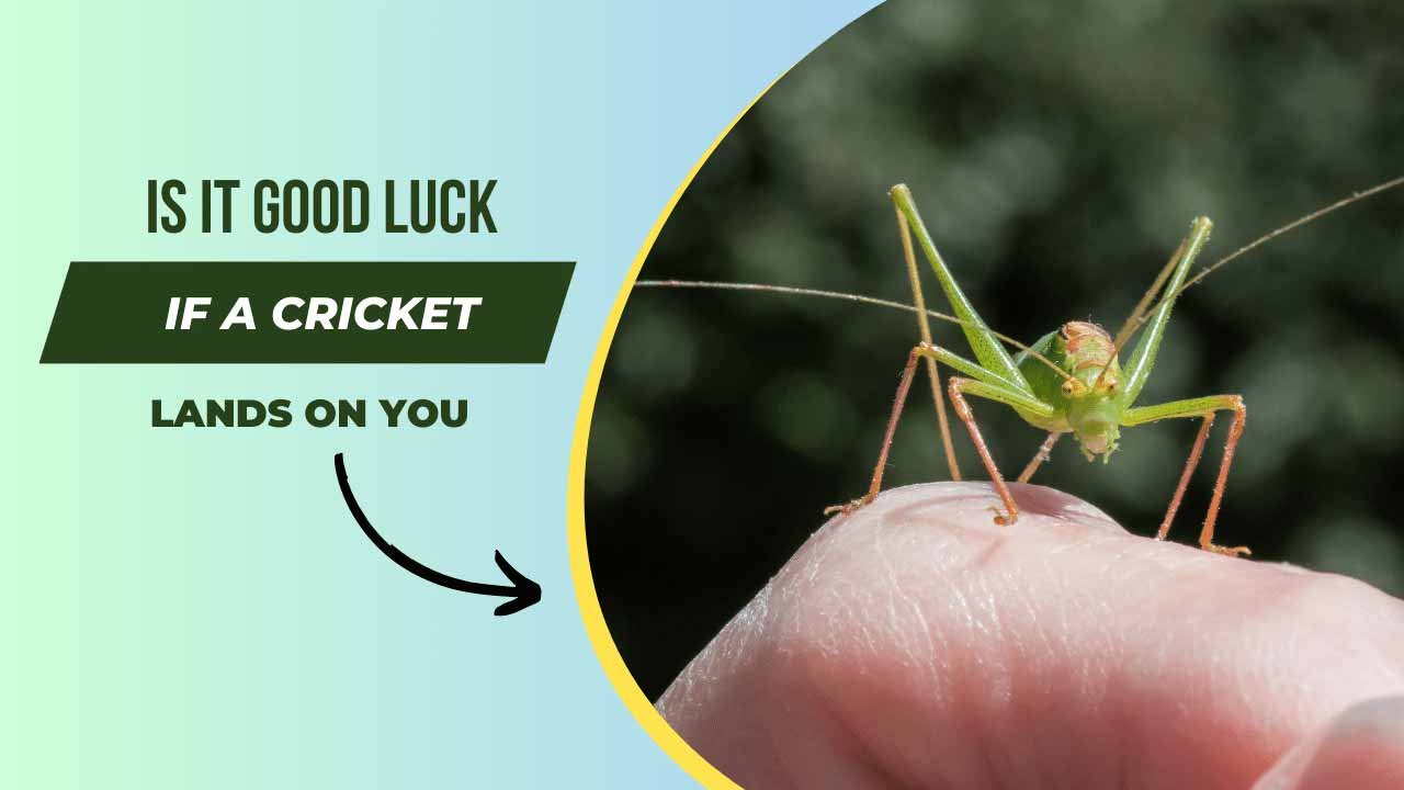 Is it Good Luck if a Cricket Lands on You