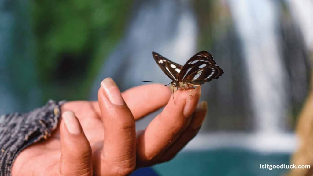 Is it Good Luck if a Butterfly Lands on You