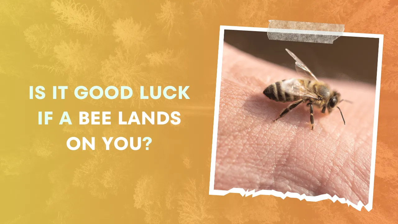 Is It Good Luck If a Bee Lands On You? (Answered!) - Good Luck Info