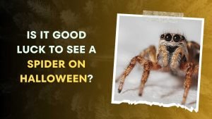 Is It Good Luck To See a Spider on Halloween