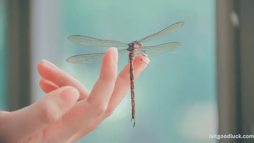 Is it Good Luck if a Dragonfly Lands on You