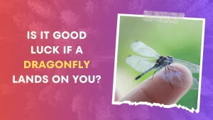 Is it Good Luck if a Dragonfly Lands on You