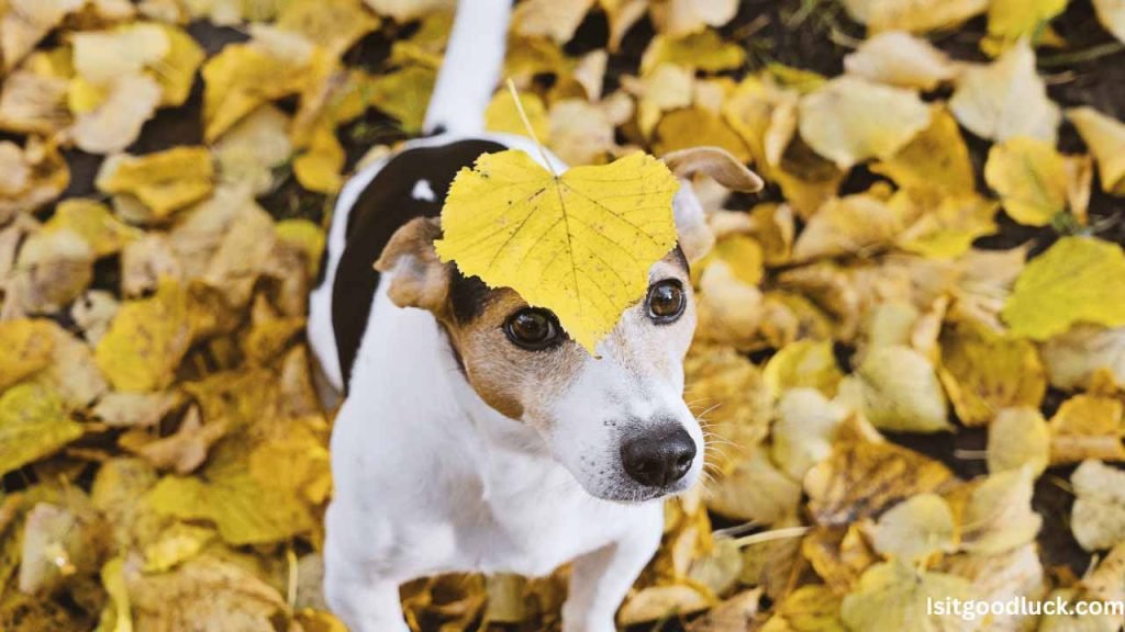 Is it Good Luck if a Leaf Falls on You