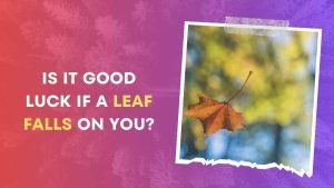 Is it Good Luck if a Leaf Falls on You