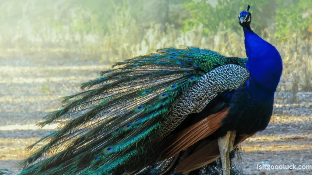 Is it Good Luck to See a Peacock