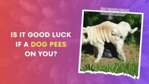 Is It Good Luck if a dog pees on you