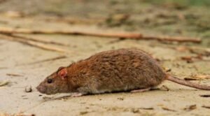 Most Frequently Reported Rodent Issues in Orlando