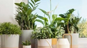 10-Indoor-Plants-That-Will-Thrive-in-Your-Home