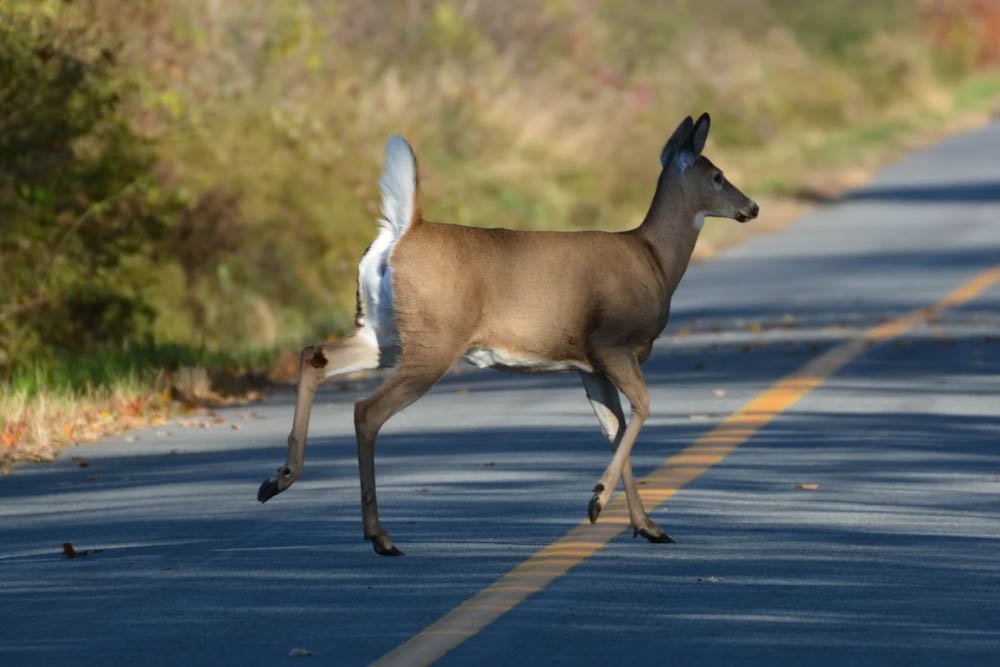 Driving Safely in Castle Rock