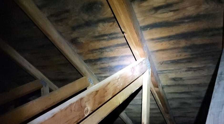 Top 6 Signs You Need to Initiate Attic Mold Removal