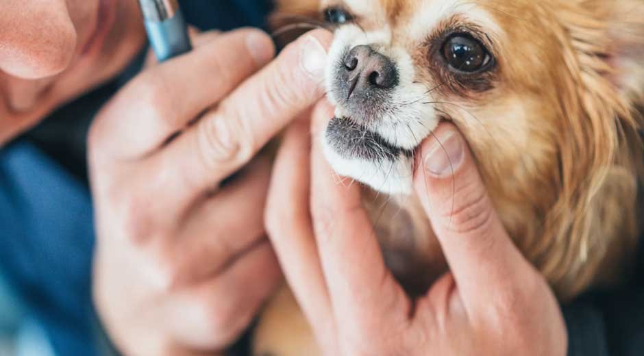 Managing Tracheal Collapse in Dogs: Effective Home Treatment Options