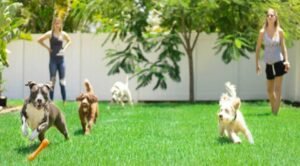 Raising-a-Social-Butterfly-Tips-for-Puppy-Socialization