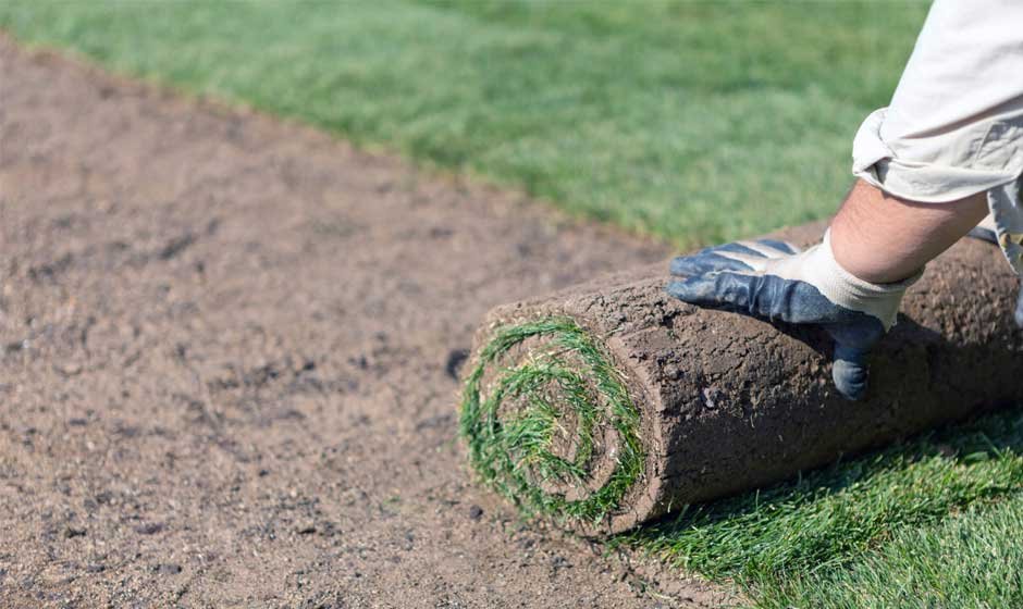 Sod vs. Seeding