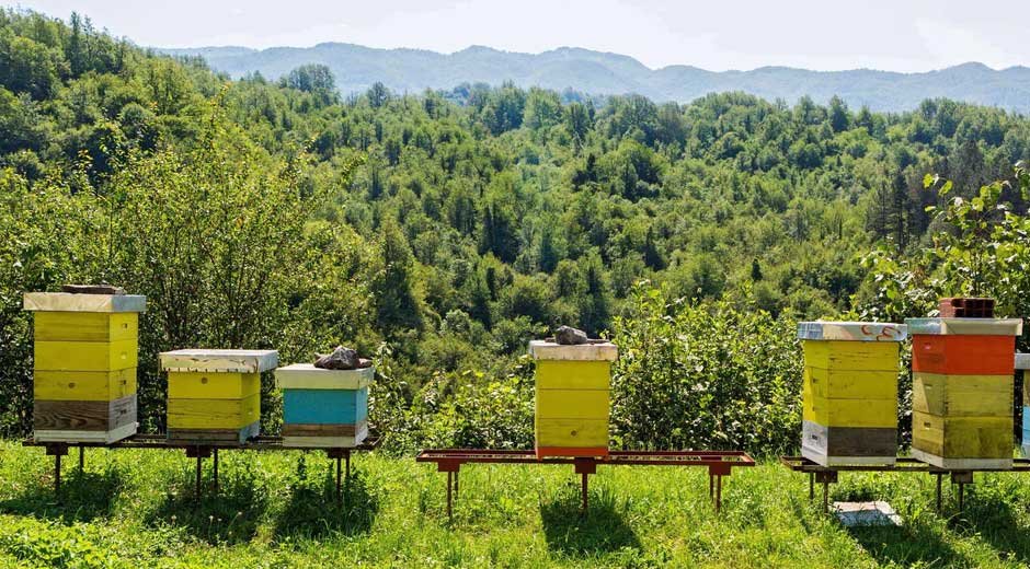 Exploring the Art of Beekeeping: A Beginner's Journey