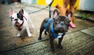 The Ultimate Guide to Dog Daycare: Everything You Need to Know